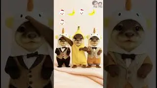 Baby Otter Dancing | Cute | 可愛い| 귀엽다 | fofo | mignon | s&uuml;&szlig; | carino | lindo | carino| chicken banana