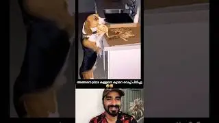 So the thief was caught red-handed🥰 #shorts #reaction #cute #viral #dog