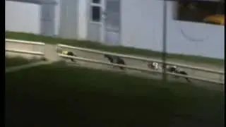 IGB - www.barkingbuzz.ie  11/10/2019 Race 7 - Tralee