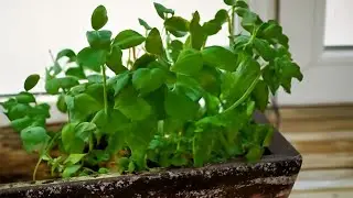 How to Plant Basil from Seed and Nurture it at Home?