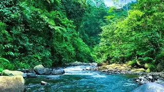 🔴 Nature&rsquo;s Lullaby | Gentle River Sounds to Ease Anxiety & Insomnia