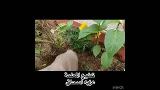 مبادرة  ( فلنغرسها )