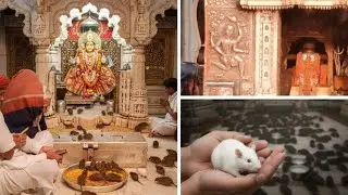  Karni Mata Mandir: 25,000 Chuho ka Rahasya! 🐭 Mysterious Rat Temple 🤯