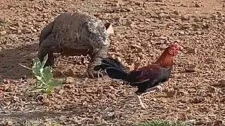 big komodo dragons hunting rooster alive chapter 2
