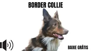 border collie latindo ( SOM GR&Aacute;TIS LINK NOS COMENT&Aacute;RIOS)
