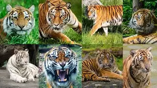 10 Tiger species by size from smallest to largest