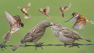 जाने प्यारी सी गौरैया के बारे में रोचक तथ्य । Sparrow facts। Sparrow। The sparrow। #sparrow 