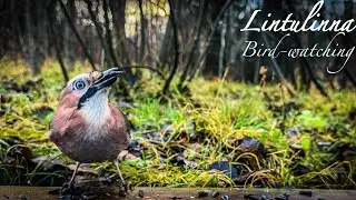 #birds #asmr #nature #birdwatching #wildlife #birdsounds #videoforcats