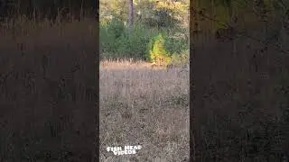 STALKING Deer on the Fish Head homestead! Can they just stay still for a minute?! #shorts