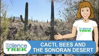 Deserts: Cacti, Bees and the Sonoran Desert | Science Trek