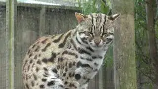 Axe Valley Wildlife Park (1st June 2019)