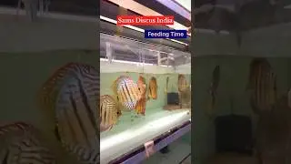 Sams Tropical Fish World 🇮🇳 Sams Discus India #discusfishtank #discusfish #freshwaterfish #fish