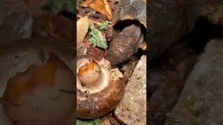 What I Feed My Tortoises #youtubeshort #tortoises #fyp
