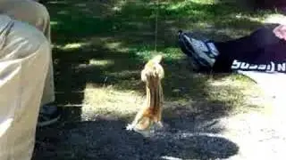 chipmunk antics
