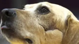 Marshall, The Miracle Dog