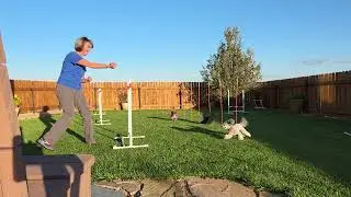 Wyatt Agility Training Fun