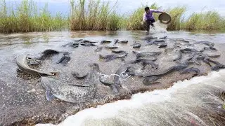 Crazy Catfish Harvest! Hundreds of Fish Jumping in Shallow Water!