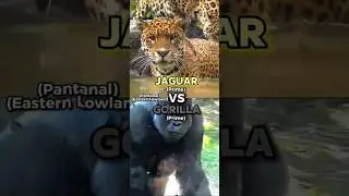 Jaguar VS Gorilla