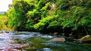 Relaxing Forest River Sounds 🌿 Natural White Noise for Sleep