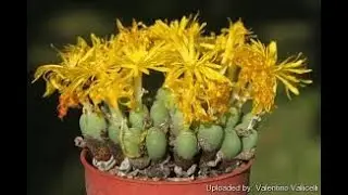 #Караллума #Caralluma #Конофитум1 #Conophytum1 Houseplants102 Комнатные растения102 Decorative plant
