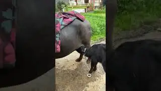 Buffalo ne pilaya milk 😂😂 | Daily  vlogs #vlog #blogger #vlogger #village #villagevlog #villagelife 