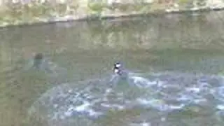 Meg And Sid swimming
