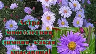 Astra winter perennial asters reproduction by dividing the bush