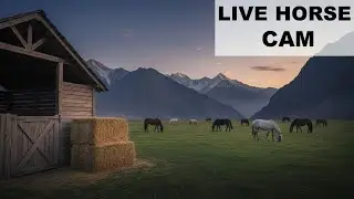 Horse Live Cam Shows Rare and Beautiful Horse Behavior!