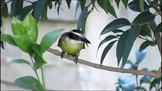 Benteveo Com&uacute;n / Bem-te-vi (Pitangus sulphuratus)