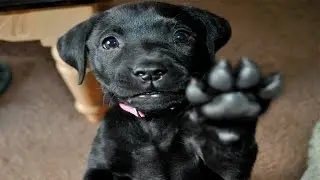 Funny Animals Giving High Fives Compilation 2017