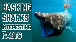 Basking Sharks: Top 10 Facts About The Gentle Giants of the Sea | World Basking Shark Day