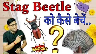 Stag Beetle को कैसे बेचें...?? 😳 || How To Sell Stag Beetle ||