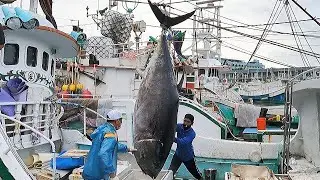 550 кг Невероятная нарезка гигантского голубого тунца для приготовления роскошных сашими!