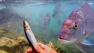 Feeding BIG Snapper at Gulf Harbour
