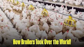 The History of Broiler Chickens: From Backyard to Billion-Dollar Industry