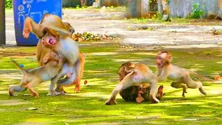 Amazing brave...baby monkey SABA come to helps his brother monkey SARO from other monkey so best.