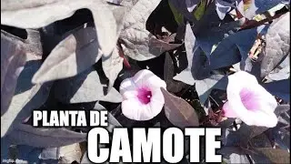 planta de CAMOTE (Ipomoea batatas)