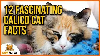 12 Surprising And Fascinating Facts About Calico Cats