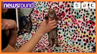 The CUTEST Leopard cub | Happy News | Newsround