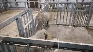 Zoo de thoiry en vip lodge 