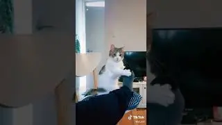 Кот 🤣