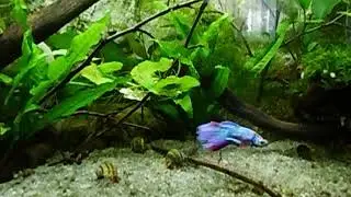 mein kleines Asien Becken