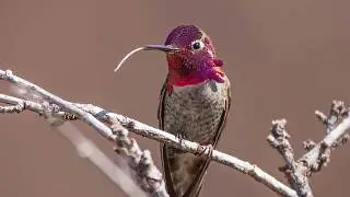 A HUMMINGBIRD&rsquo;S TONGUE