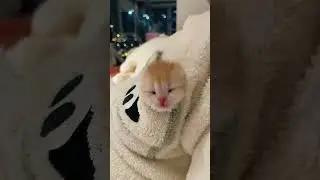 Cut cat moments 🥰😻 #shorts #animals  #cutanimals #funnyanimals #catlover