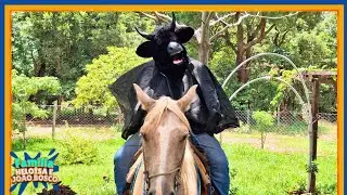 Boi da Cara Preta Monta na Égua Estrela e Some com Ela e a Potrinha! 👀🐂🐴