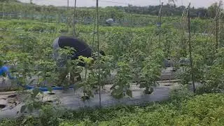 MILLENNIAL FARMERS USE WATER PUMP HOSES TO IMPROVE CHILI PLANTS' FERTILITY! -Agriculture Farming
