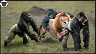 Lion King Failed Miserably Before Terrible Power Of  Gorilla