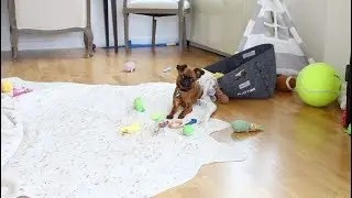 How to Teach Your Dog to Clean Up His Toys