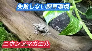 アマガエル【失敗しない飼育環境作り】飼育環境を整えることで病気予防になります。