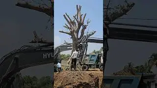 Tree Transplant | How to Transplant Tree | Relocate Tree | Best Ideas to Transplant Tree